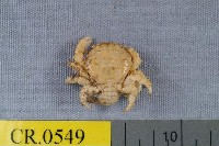 藏品(白指波紋蟹)的圖片